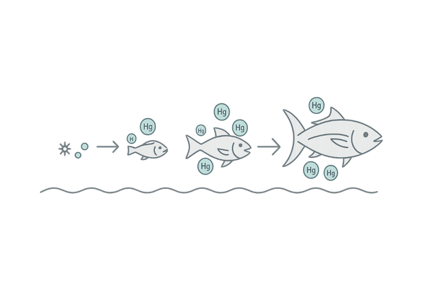 食物連鎖によるメチル水銀の生物濃縮(大型魚リスクの可視化)