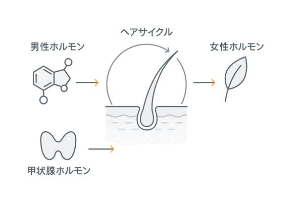 髪に影響する主要ホルモン（男性ホルモン・女性ホルモン・甲状腺）の関係図