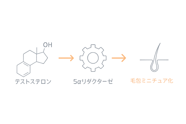 テストステロン→5αリダクターゼ→DHT→発毛サイクル短縮のフロー（AGA）