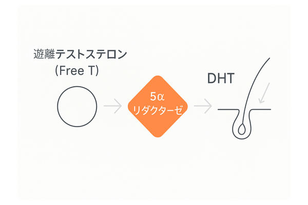 遊離テストステロンからDHTへの変換と毛包への影響図|AGAのホルモン機序