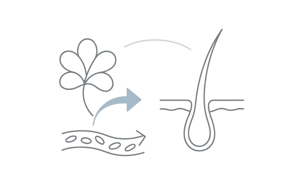エストロゲン→毛包の良好循環（女性ホルモンの役割）