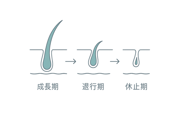 ホルモン低下で毛周期が変化｜成長期→退行期→休止期