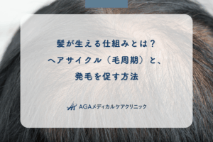 髪が生える仕組みとは?ヘアサイクル(毛周期)と、発毛を促す方法
