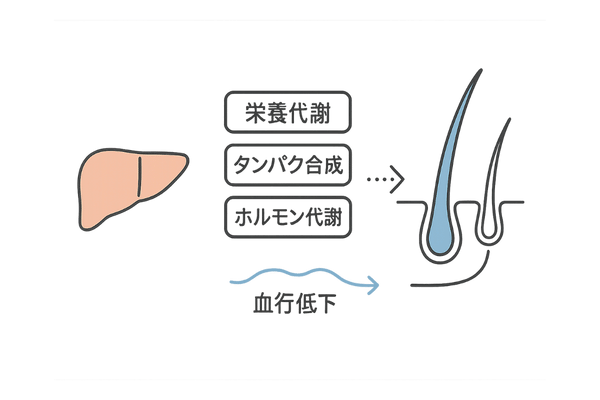 肝機能低下と髪の関係
