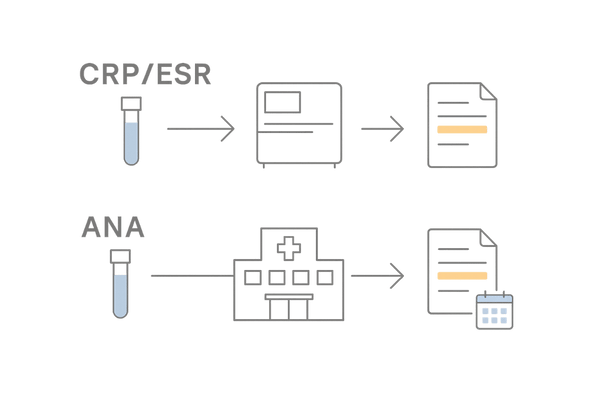 CRP/ESR(当日〜数日)とANA(数日〜1週間)の検査フロー図