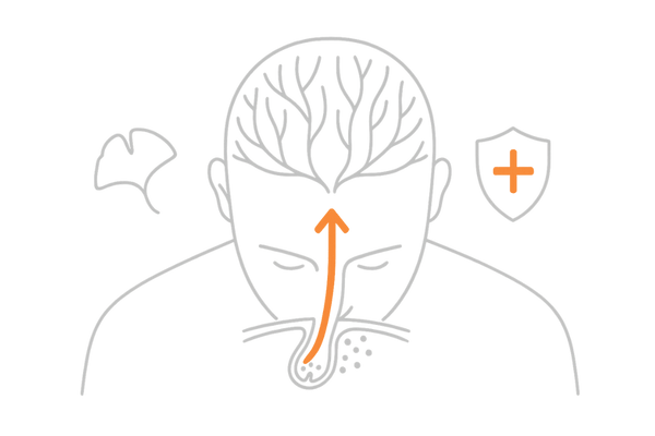イチョウ葉エキスの血行促進と抗酸化作用を可視化｜頭皮血流・毛母細胞への栄養供給イメージ