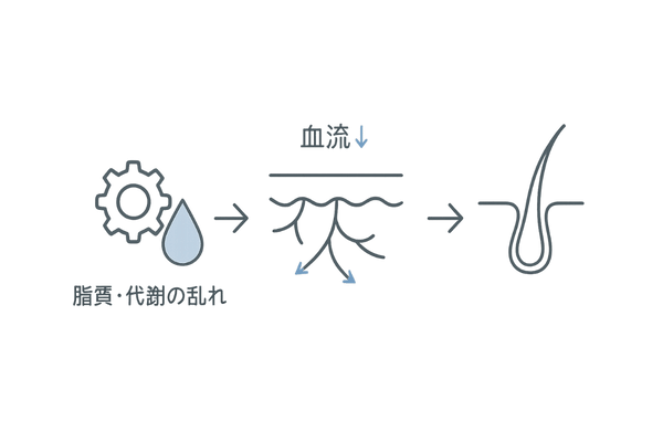 脂質・代謝の乱れが頭皮血流と毛母細胞に及ぼす影響（フロー図）