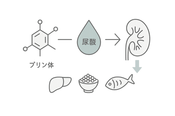 プリン体→尿酸→腎臓排泄の流れと食品例（尿酸代謝の基礎）