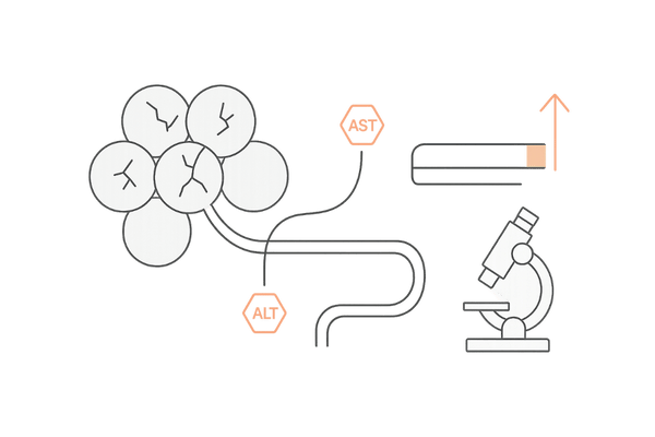 AST・ALTで見る肝細胞障害｜酵素漏出と血中上昇のイメージ