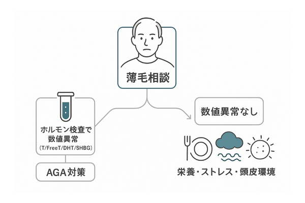薄毛タイプの切り分けフロー（ホルモン要因か他要因かの見極め）
