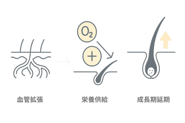 ミノキシジルの作用メカニズム｜血管拡張と毛母細胞活性化の流れ