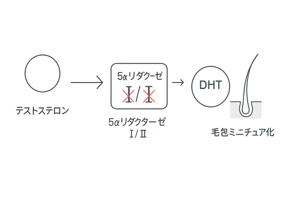 フィナステリドとデュタステリドの作用点｜5αリダクターゼI/II阻害の経路図（DHT生成）