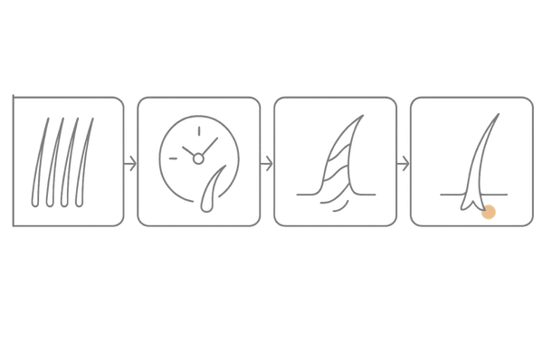 タンパク質不足で起こる髪トラブル|細毛・成長期短縮・パサつき・枝毛の流れ図