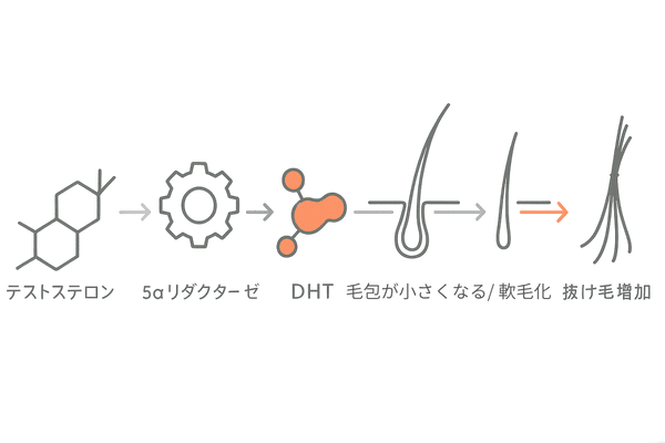 DHT生成と毛包ミニチュア化の流れ図（AGAメカニズムの可視化）