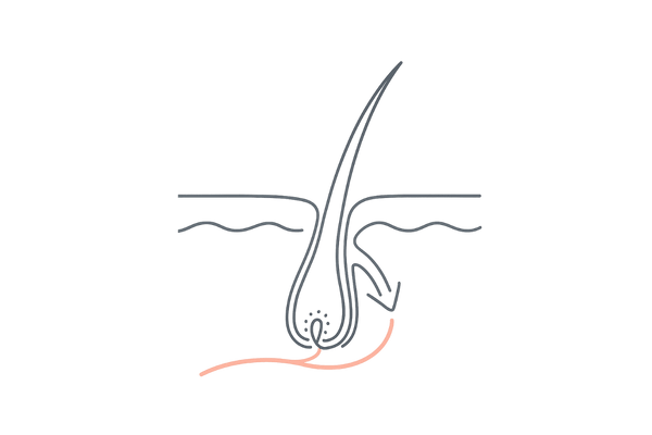 M字生え際の血行促進イメージ（毛細血管→毛母細胞への栄養供給）