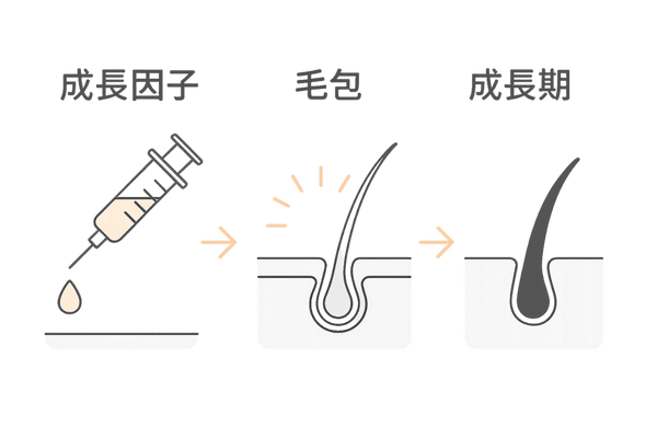 再生医療で毛包を活性化する仕組み｜成長因子が毛母細胞に働く流れ