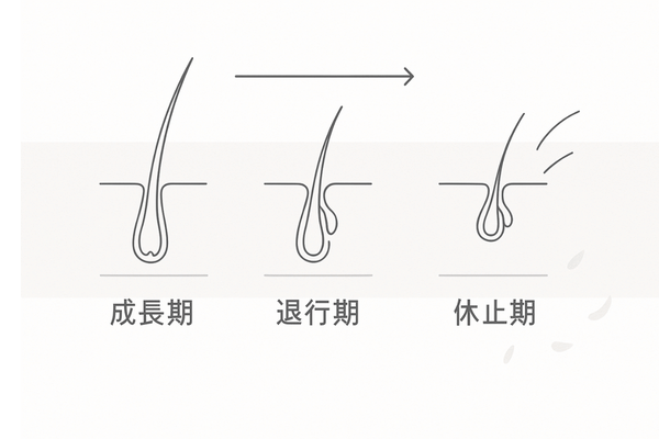 ヘアサイクルと季節による抜け毛の増減イメージ｜成長期・退行期・休止期の流れ