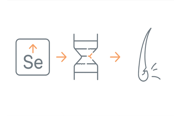 セレン過剰で髪がもろくなる仕組み（ケラチン結合のイメージ図）