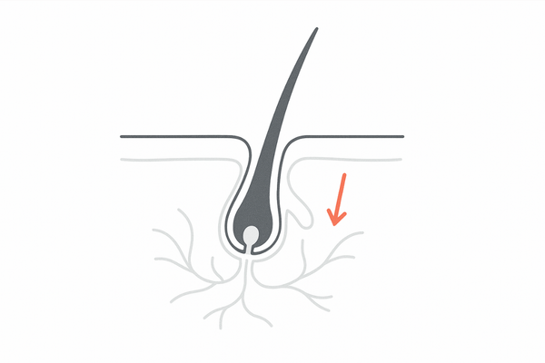 加齢による血行不良と毛母細胞の機能低下を示す毛包ミニ断面図