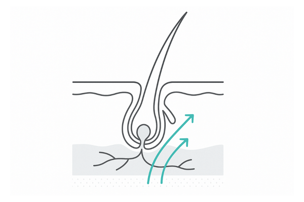 血行促進で毛母細胞を活性化するイメージ