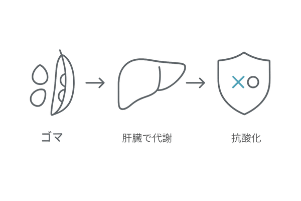 セサミンの働き｜ゴマ由来成分が肝臓で代謝され抗酸化力を発揮する流れ