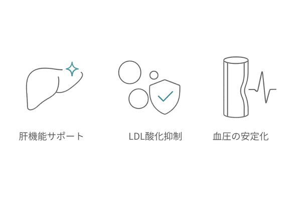 セサミンの主な健康効果｜肝機能サポート・LDL酸化抑制・血圧の安定化