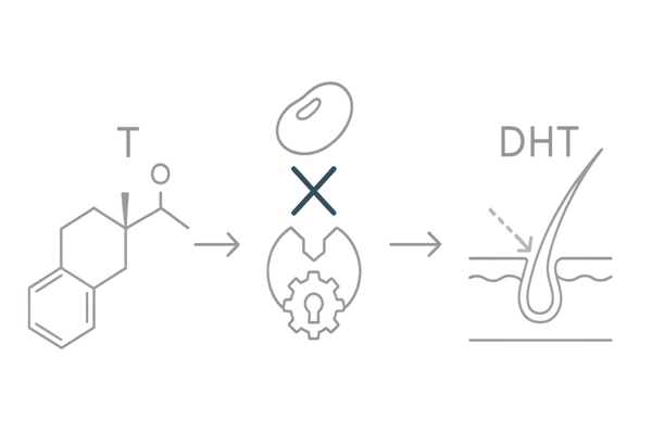 イソフラボンと5αリダクターゼ・DHTの関係フロー（AGA機序の概略）