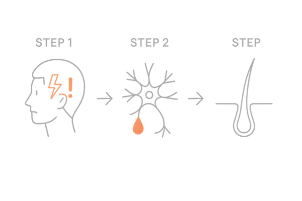 ストレスで白髪になるメカニズムの図解｜交感神経・ノルアドレナリンと色素幹細胞の関係