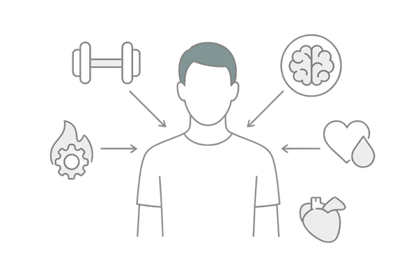 テストステロンの働きイメージ｜筋肉・骨・脳・性機能・代謝の全体図