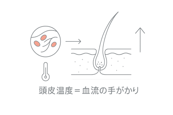 頭皮温度を測る理由：血流→毛母細胞→発毛の関係フロー