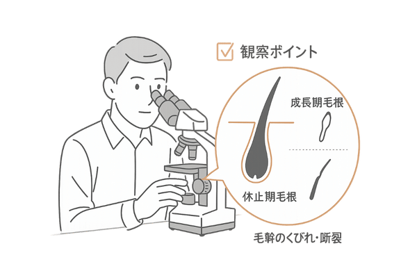 顕微鏡所見の要点｜成長期毛・休止期毛・毛幹の異常