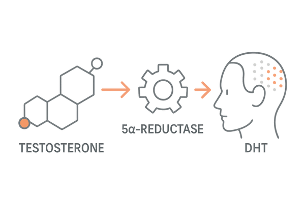 AGAの遺伝的要因イラスト｜男性ホルモン受容体の感受性と5αリダクターゼ活性の概念図