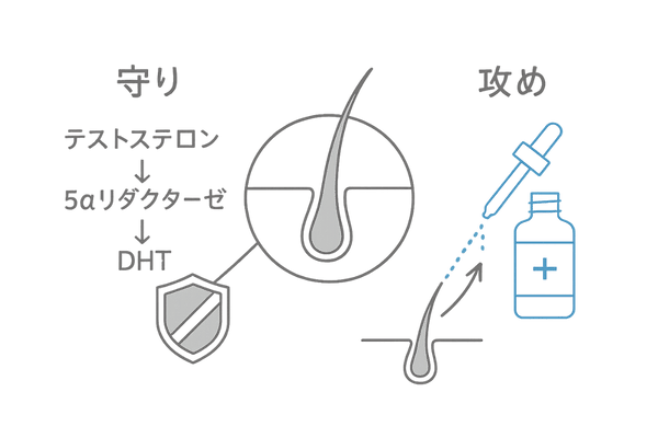 AGA専門治療のイメージイラスト｜5α還元酵素阻害薬（守り）とミノキシジル外用（攻め）の併用概念図
