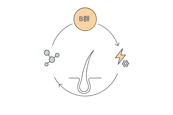 ケラチン合成を助けるビタミンB群の役割｜毛包と補酵素のシンプル図解（育毛・抜け毛予防）