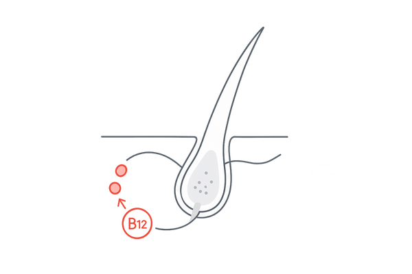 白髪が生まれる仕組みとビタミンB12の関係(メラノサイト・毛母細胞・酸素供給のイメージ)