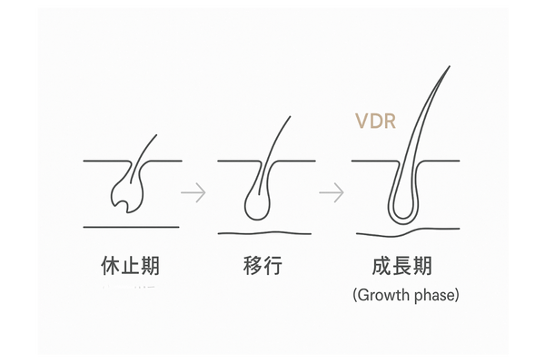 ビタミンDと毛周期(休止期→成長期)とVDRの関与