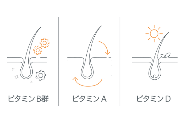 髪に重要なビタミンB群・A・Dの役割イメージ（頭皮と毛包を守る3要素）