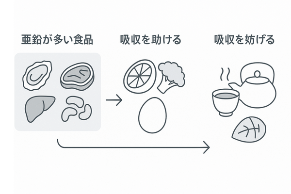 亜鉛を効率よく摂る食べ合わせ｜亜鉛源・吸収促進・吸収阻害の3カラム比較