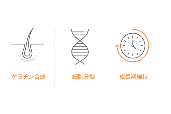 亜鉛が髪に与える役割をひと目で｜ケラチン合成・細胞分裂・ヘアサイクル図
