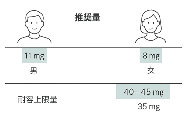 亜鉛の推奨量と上限の目安図｜成人男性11mg・女性8mg／上限男性40–45mg・女性35mg