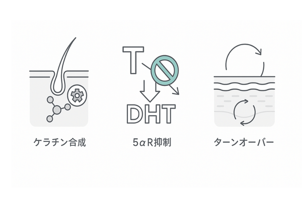 亜鉛が育毛に与える3つの作用（ケラチン合成・5αリダクターゼ抑制・頭皮代謝）｜亜鉛 育毛 逆効果を避ける基礎理解