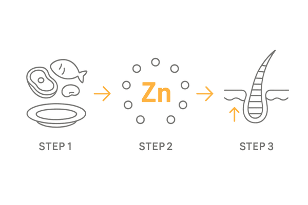 亜鉛とケラチン合成の流れ｜毛髪が太くなる基礎メカニズム