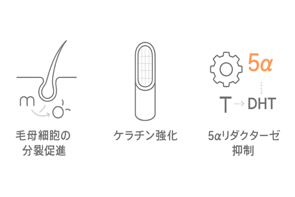 亜鉛が髪を太くする3つの働き｜毛母細胞・ケラチン強化・5α還元抑制