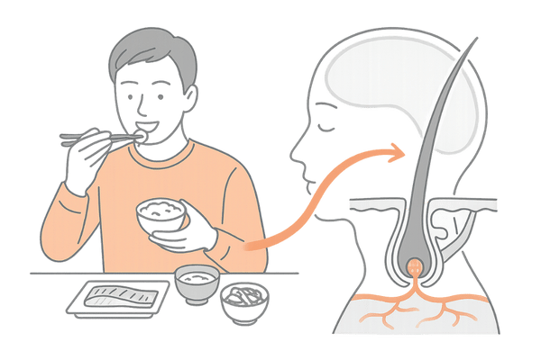 AGAと食事・栄養が髪の成長に与える影響イラスト
