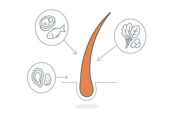 髪の成長を支えるタンパク質・亜鉛・ビタミンの栄養イラスト