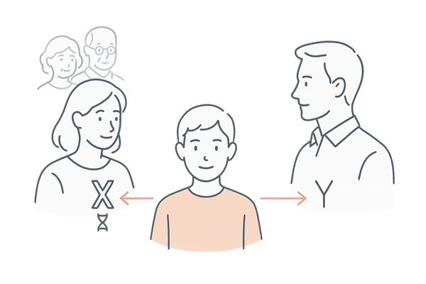 母方X染色体とAR遺伝子の受け継がれ方