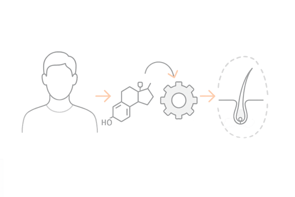 AGAと男性ホルモンの関係図｜テストステロンからDHTへの変換と毛包ミニチュア化
