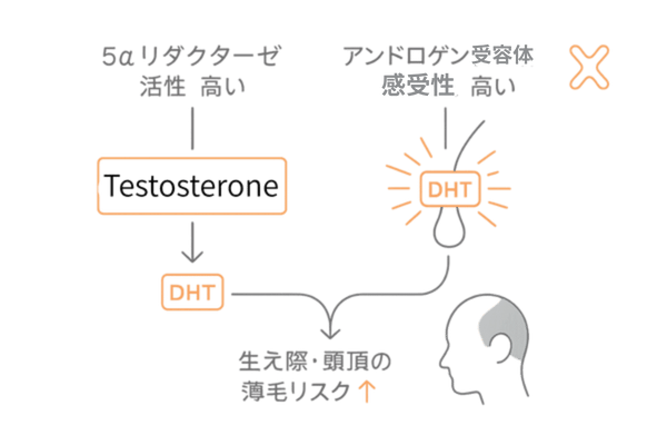 5αリダクターゼ活性とアンドロゲン受容体感受性（X染色体の示唆）