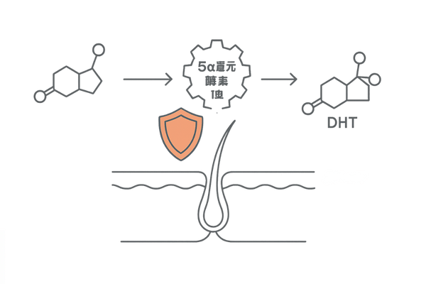 フィナステリドの作用機序｜5α還元酵素II型の阻害とDHT低下（毛包断面イメージ）