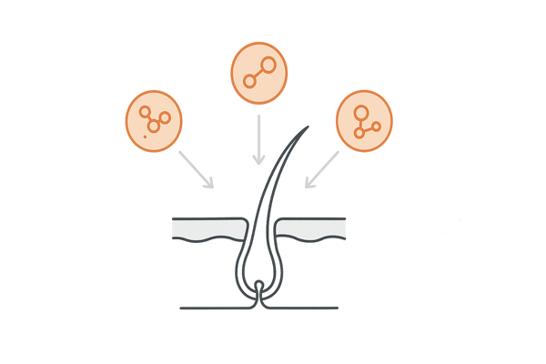 フォリックスFR15：アデノシン・アゼライン酸・銅ペプチドが毛包へ作用する複合アプローチ図